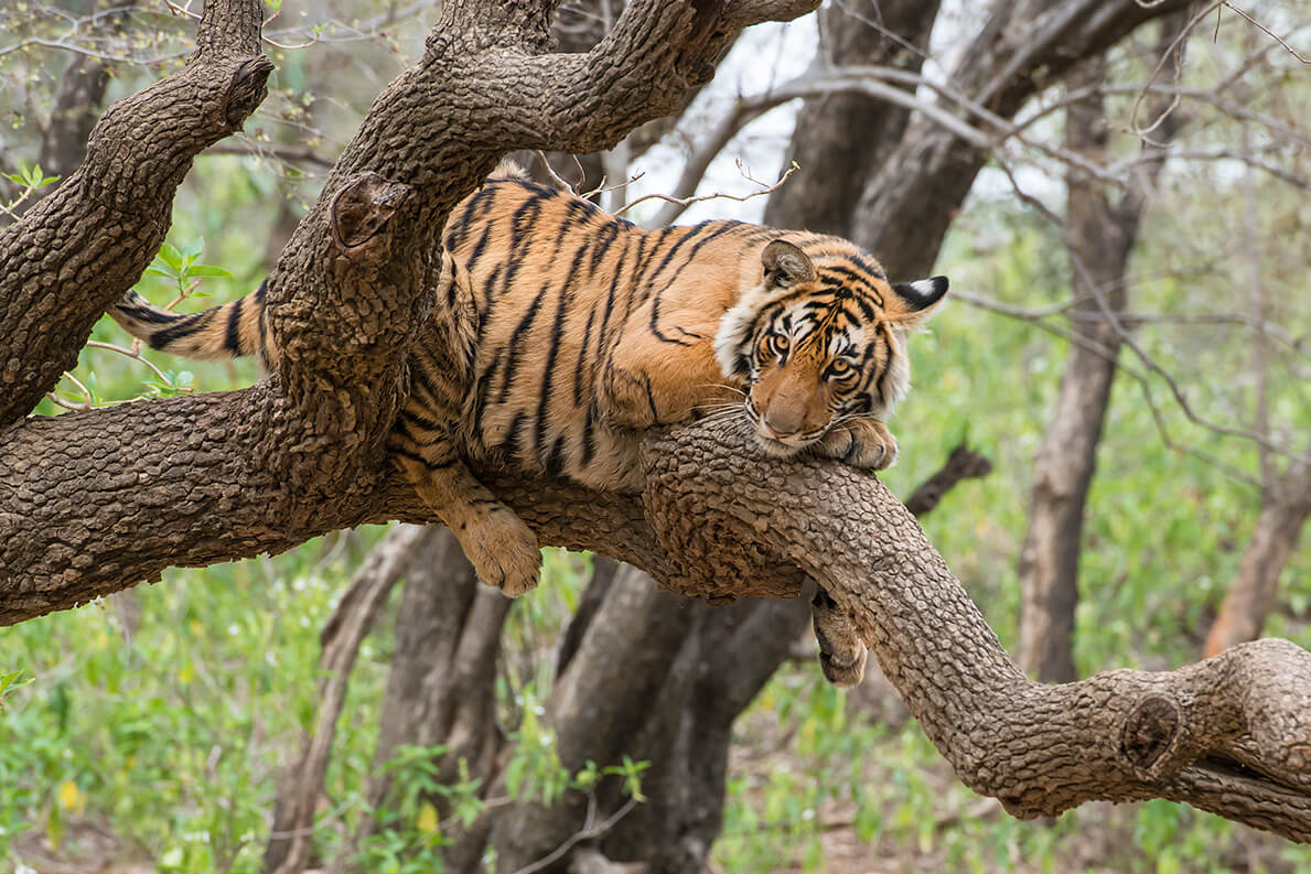 Bengal tiger sitting in tree