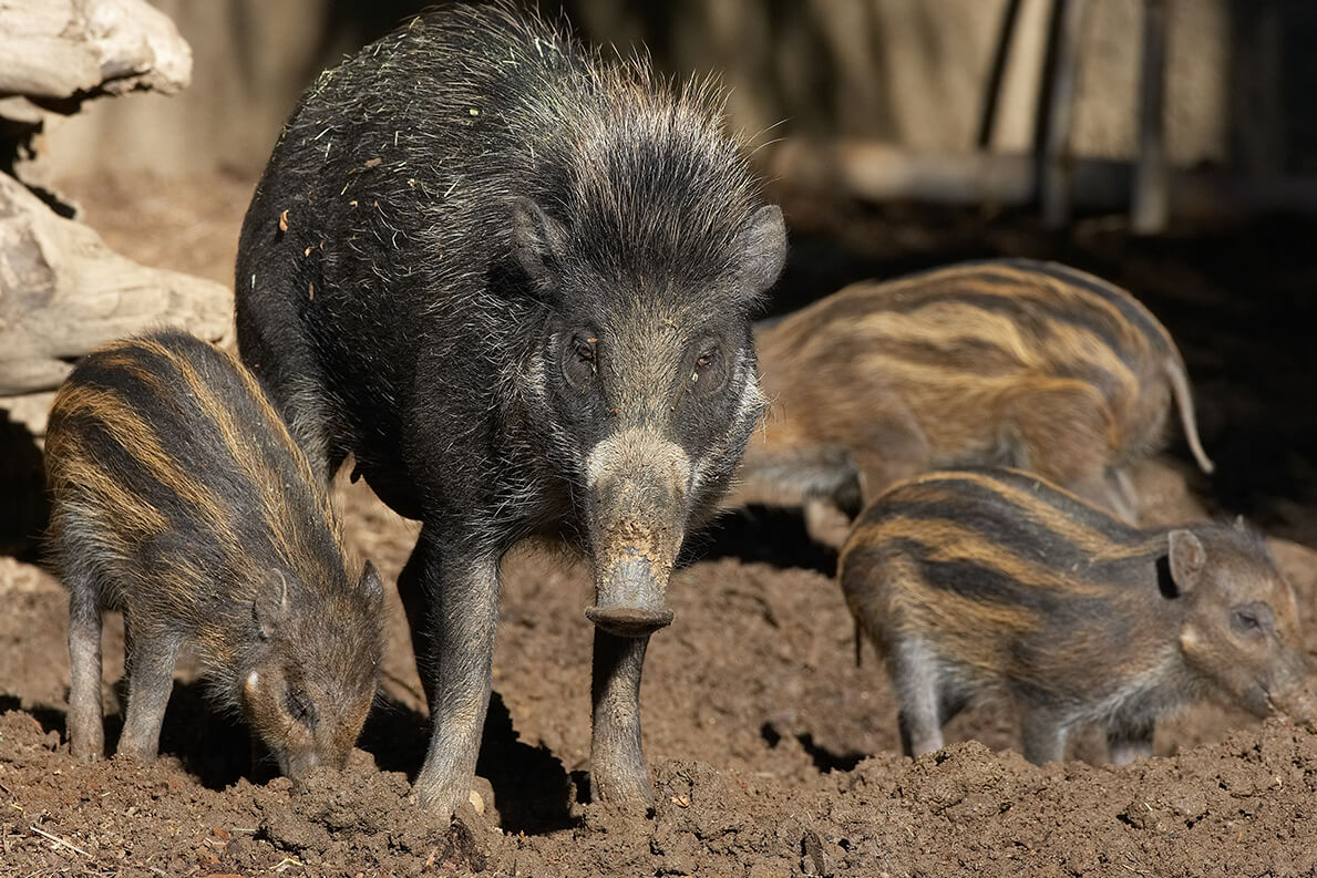 Visayan warty pig and piglets