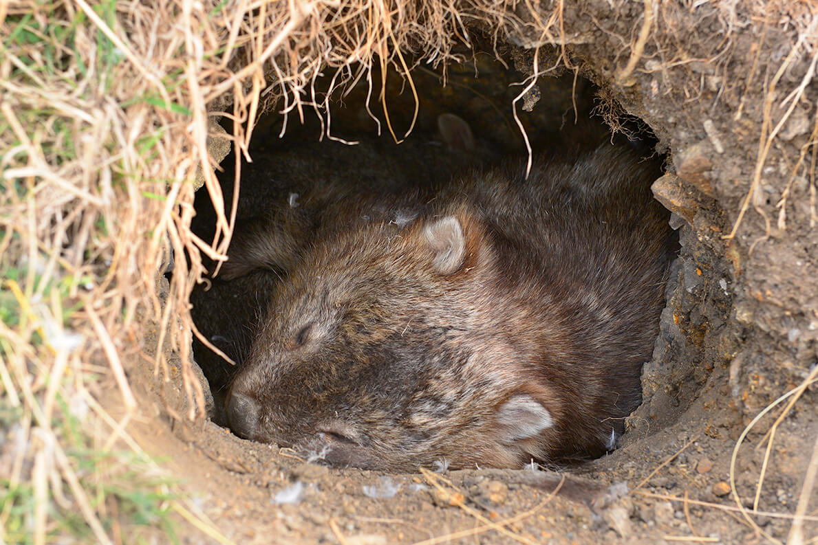Wombats make their homes in dug-out burrows.