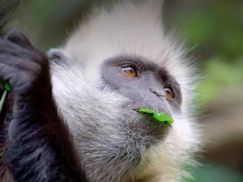 Closeup of a white-headed langur holding onto a branch while it holds a green leaf in its mouth
