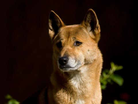 New Guinea singing dog looks off to the left as his background is darkened by midday shadows