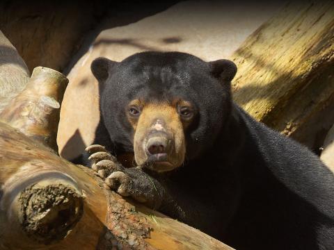 A sun bear relaxes with its paw under its muzzle, on a wooden log