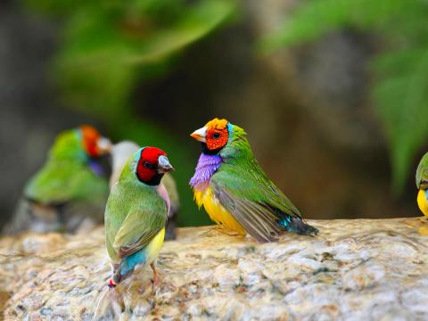 Gouldian finches resting in shallow water.