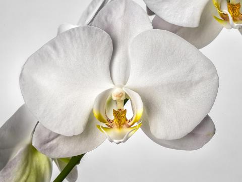 The white flower on an orchid.