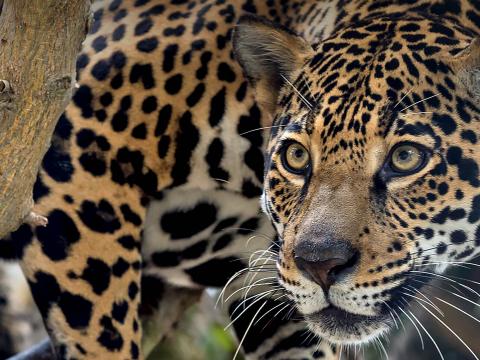 A jaguar peers out from under a tree branch