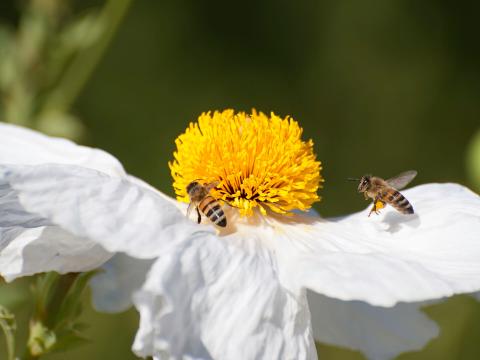Two honeybees visiting a matilija poppy