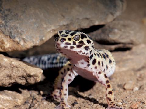 Leopard gecko emerging from rocks.