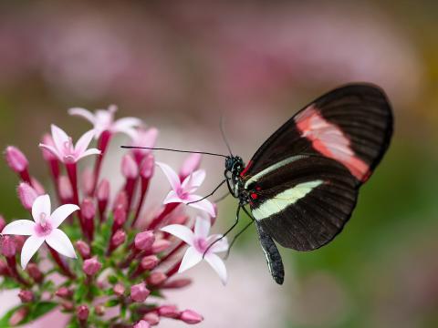 Butterfly sitting on a cluster of pink pentas flowers.