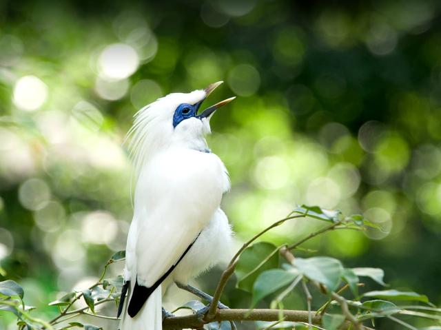 Bali Myna singing