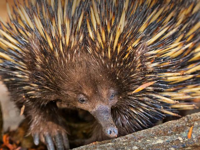 Short-Beaked Echidna foraging for food in Australia