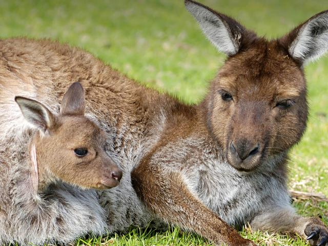 Kangaroo joey peeks out of its mother's much as mother lounges on grass