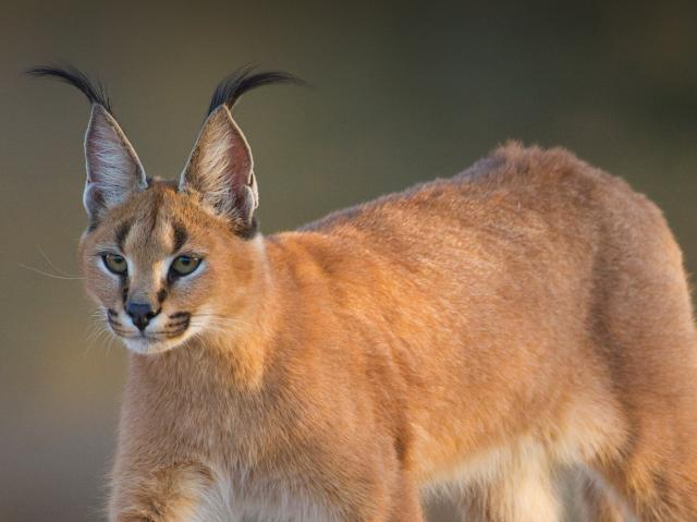 A caracal stares to the left as it walks