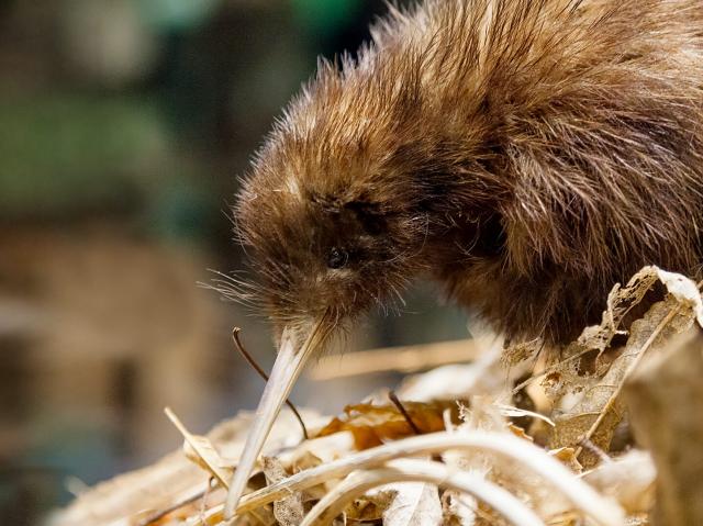 Kiwi looking down at dried leaf covered ground.