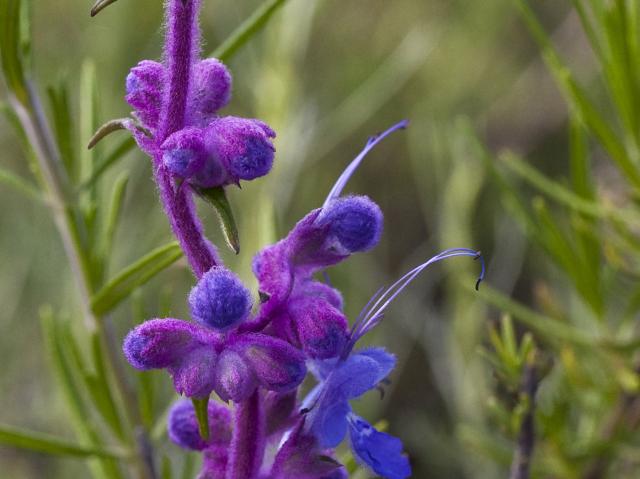 The buds on a Wooly Blue Curl