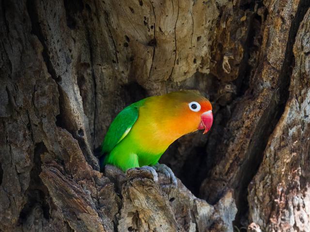 Fischer's lovebird Tanzania