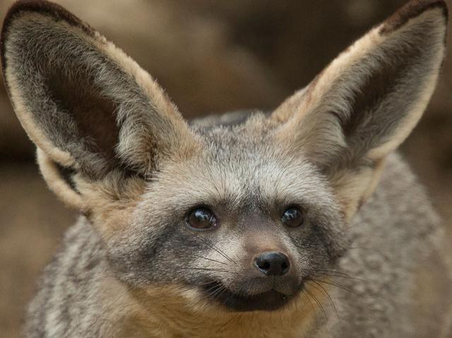 bat-eared fox