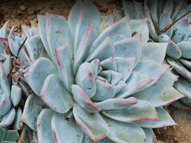 Dudleya