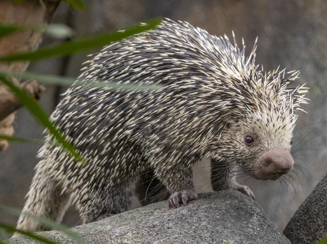 Porcupine