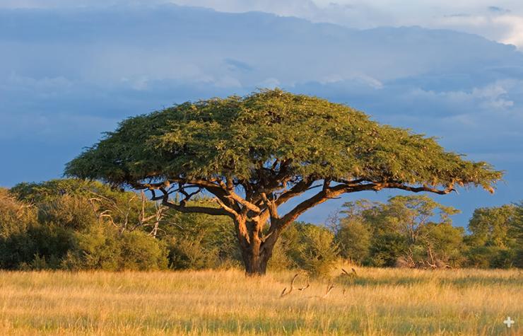 Acacia trees are icons of the African savanna, as seen here in Zimbabwe.