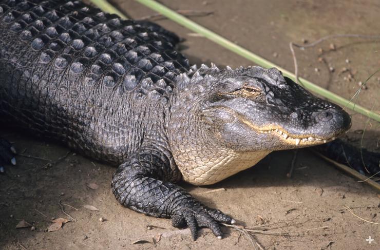 Once listed as endangered, today the American alligator is the most numerous species of crocodilian on the planet.