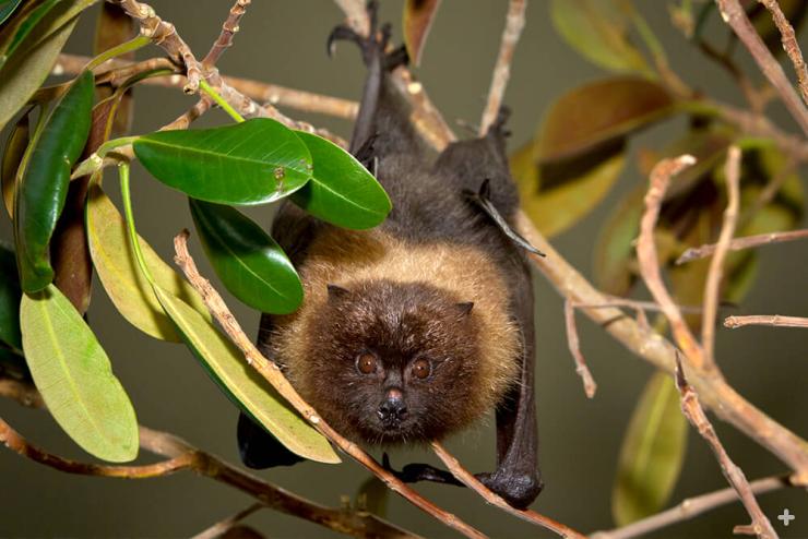 Rodrigues flying foxes can be observed up close at the Safari Park.