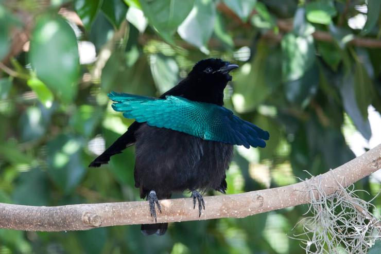 The male superb bird of paradise has iridescent blue breast feathers that stick out like a splashy apron.