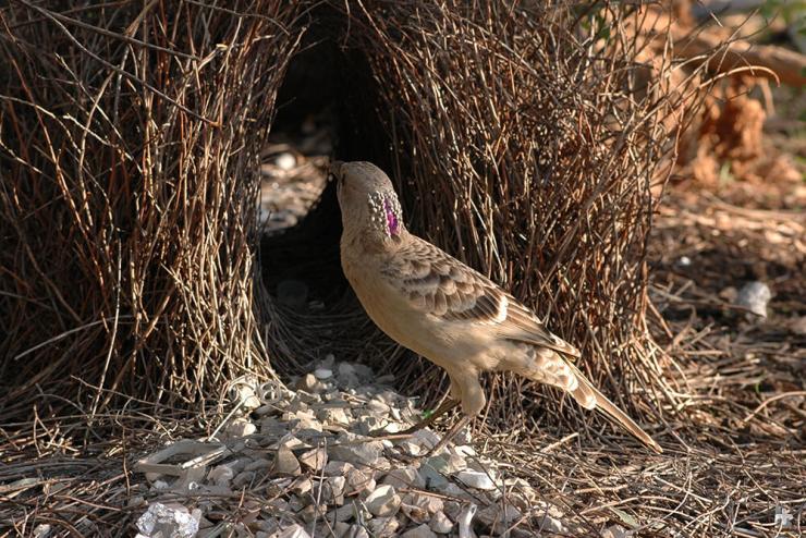Great gray bowerbird males prefer shiny, silvery objects to decorate their bower.