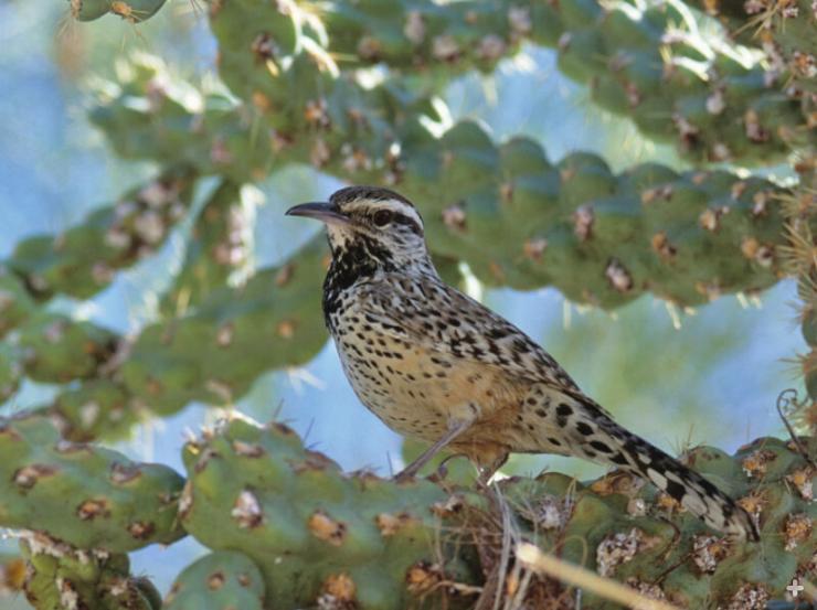 The coastal cactus wren relies on cactuses for nest sites.