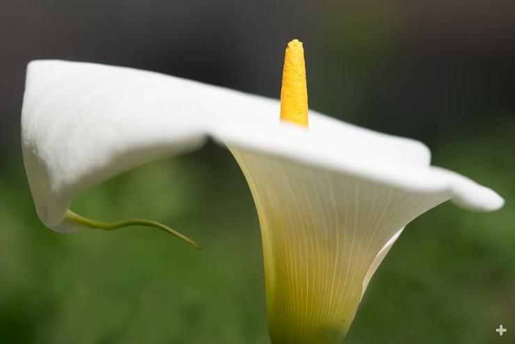 The white, petal-like spathe of a calla lily turns back to reveal a central yellow spadix, which holds many individual flowers.