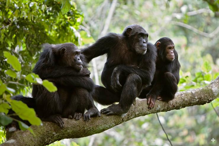 Chimpanzees are highly social apes.