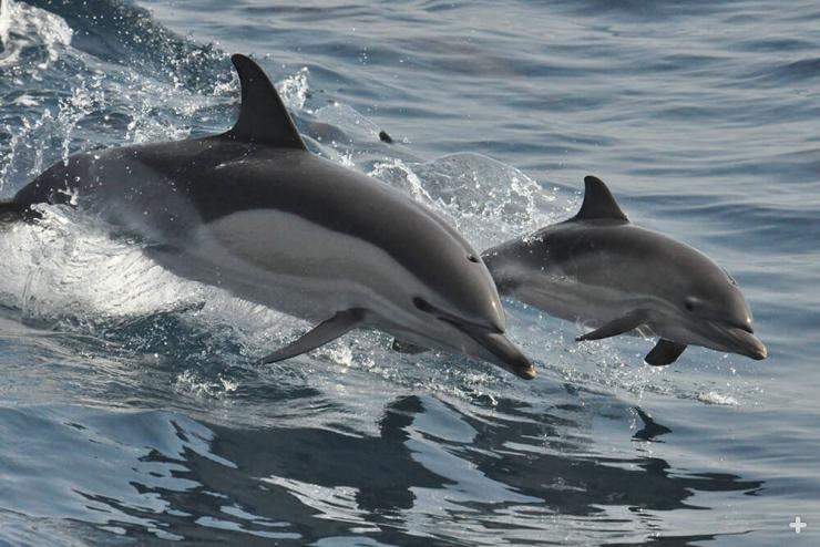 Dolphins work together to eat. They can herd schools of fish for group feeding, and some use their clicking sounds for herding the fish.
