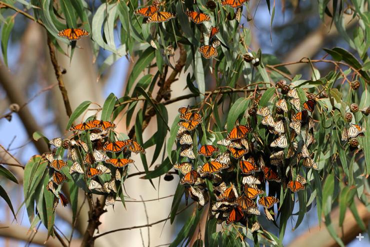 Eucalypts have become established all over the world. Here, monarch butterflies sun themselves on a eucalyptus tree in California.