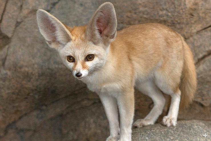 A fennec fox's large ears not only help it listen for prey underground, but also dissipate excess heat.