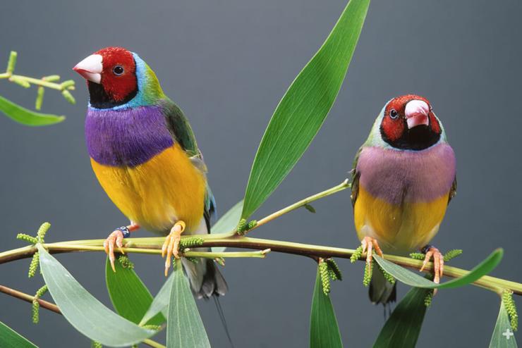 Adult male Gouldian finches have bright purple breast feathers, while adult females’ are a dull purple.