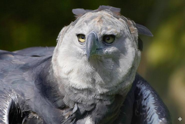 The harpy eagle's smaller gray feathers create a facial disk that may focus sound waves to improve the bird’s hearing, similar to owls. 