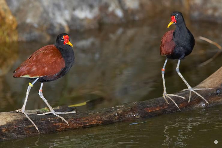 Jacanas, like these wattled jacanas, have extra-long toes to help them walk across floating lily pads.