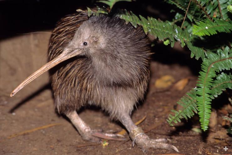 About the size of a chicken, the kiwi is a small, flightless, and nearly wingless bird found only in New Zealand. 