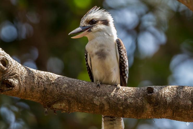 Laughing kookaburras are native to woodlands and open forests in Australia, where they perch in large trees and nest in cavities of tree trunks and branches.
