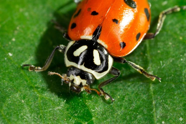 The ladybug's head houses its mouthparts, compound eyes, and antennae.