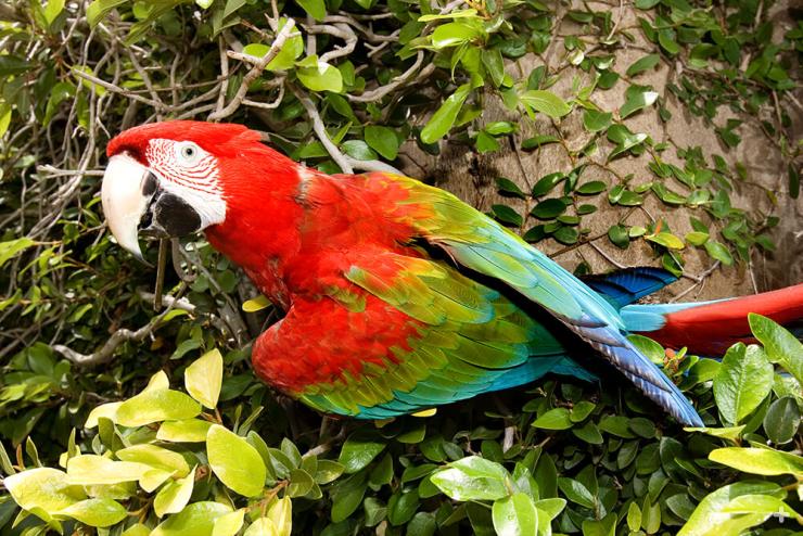 The scarlet macaw's bright colors may seem to make it stand out in a crowd, but they actually help macaws blend in with the green leaves, red and yellow fruits, and bluish shadows of their forest habitat.