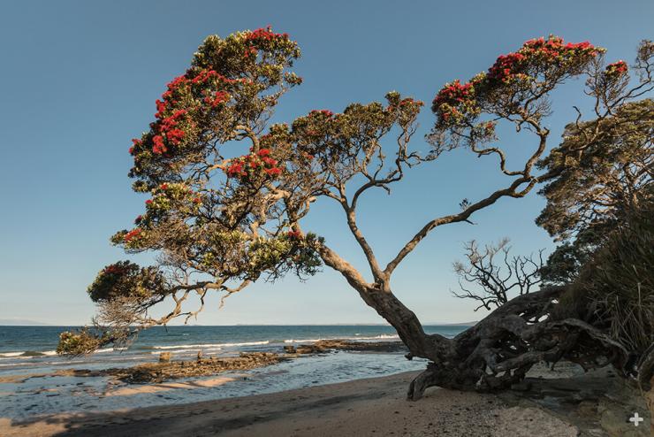 On coastlines of northern New Zealand, póhutukawa trees thrive in the face of salt spray and strong winds. 