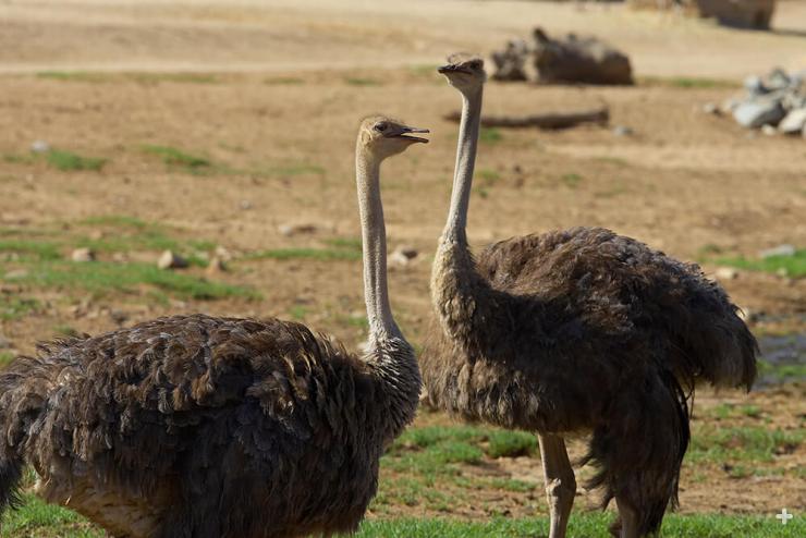 Ostriches sometimes gather in a large flock of 100 or more, but most flocks are smaller, usually about 10 birds or just a pair.