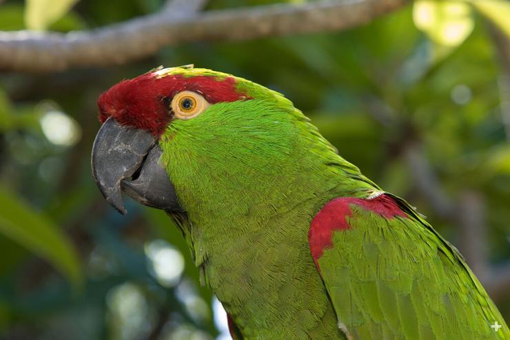 Thick-billed parrots are one of the few parrots that once lived in the US; now they are found only in northern Mexico. 