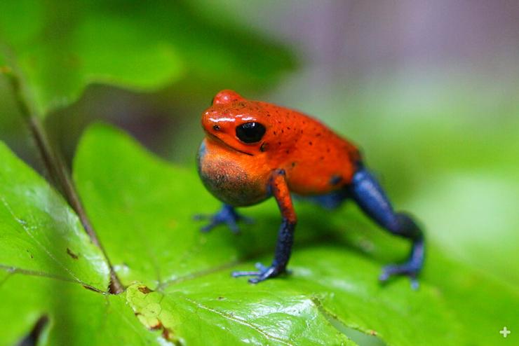 Most poison frog species’ skin secretions are considered toxic but not deadly—however, they are distasteful to predators and can cause muscle paralysis, and some can be fatal.