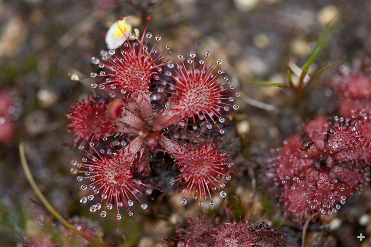 The leaves of a sundew are covered with long, nectar-tipped tentacles. 