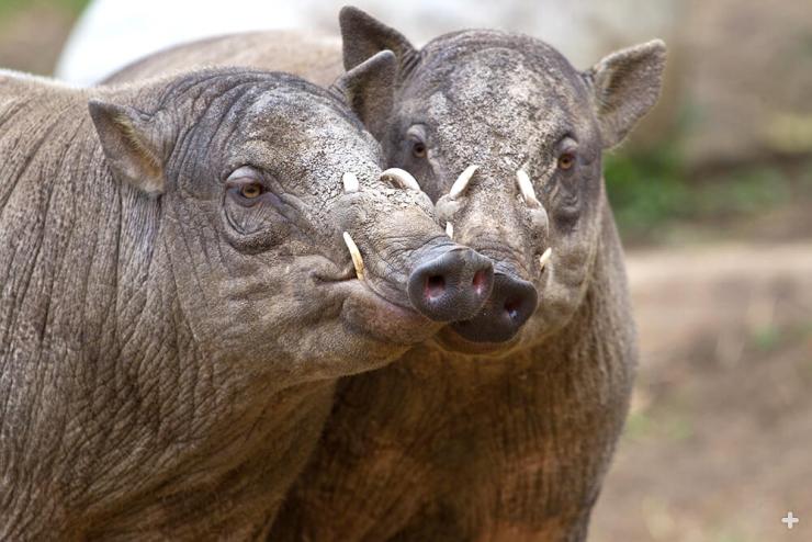 Two young male babirusas compare tusks.