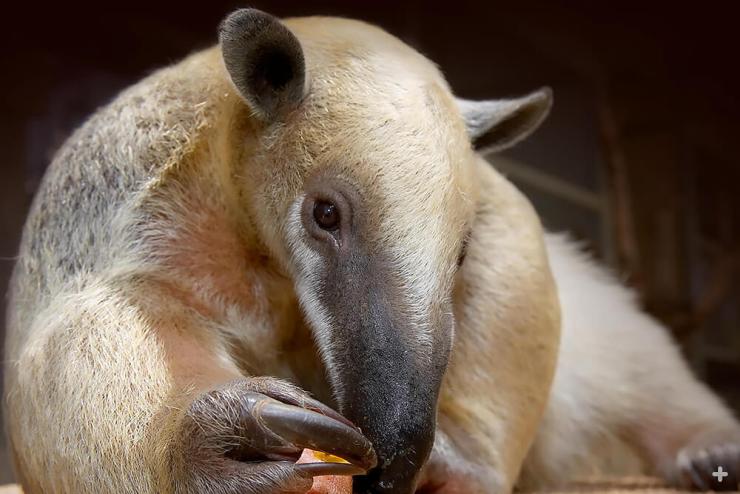 Tamandua are perfectly designed for life in the forest hunting ants and termites.