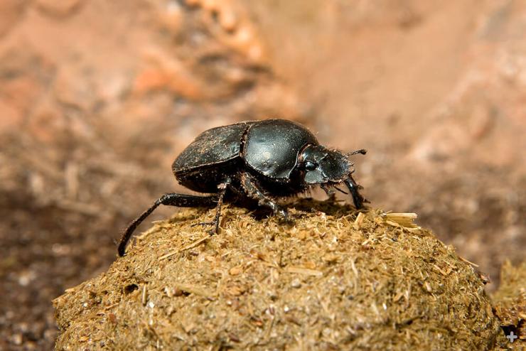 A dung beetle on top of a large ball of dung.