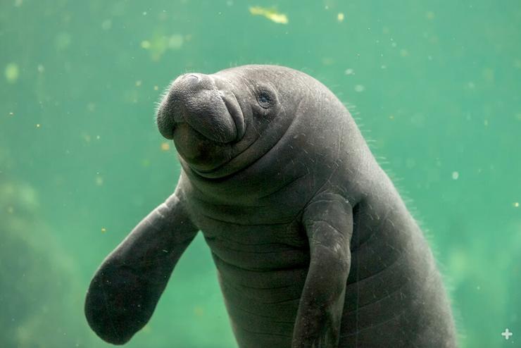 Big baby! At birth, a manatee weighs 60 to 70 pounds.