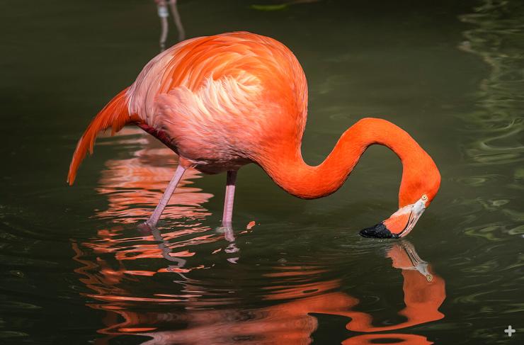 American flamingo feeding